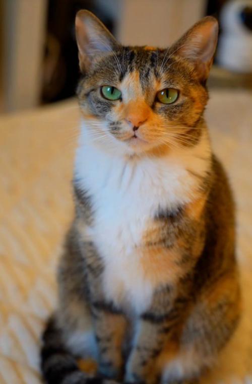 座っている猫