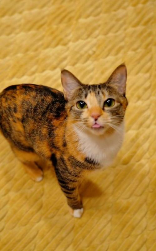 舌を出す猫2