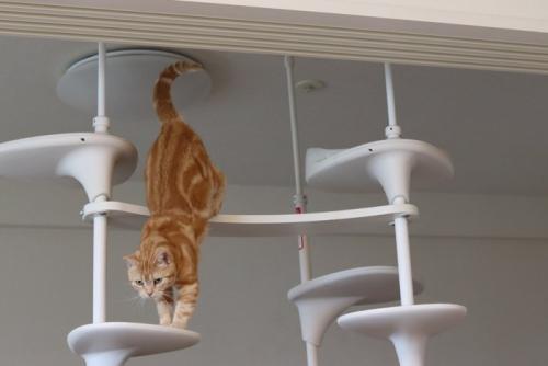 キャットタワーから下りる猫