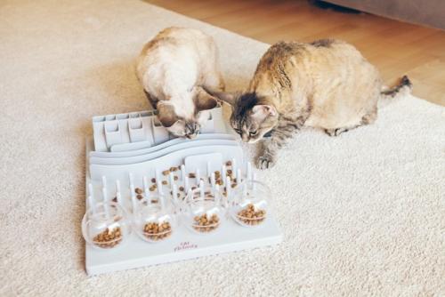 知育トイで遊ぶ猫
