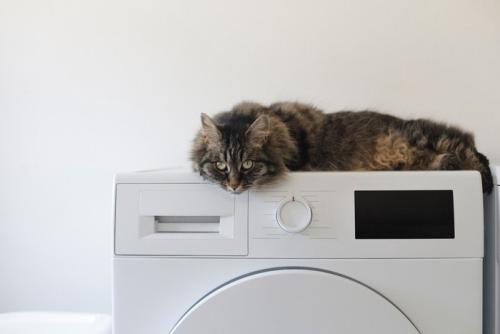 猫と洗濯機