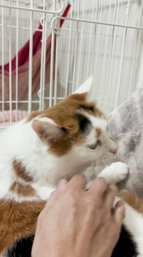 投稿者の近くで穏やかな顔をする猫
