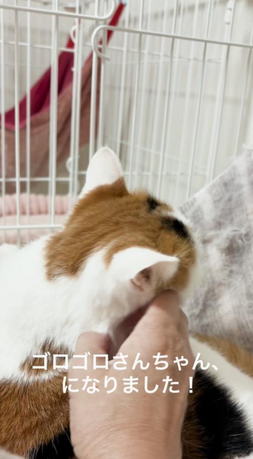 投稿者の手に頭をすり寄せる猫
