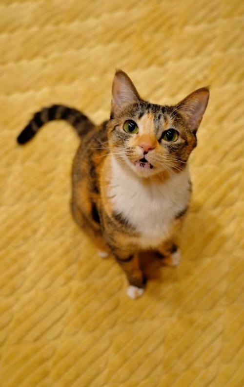 口を開けた猫