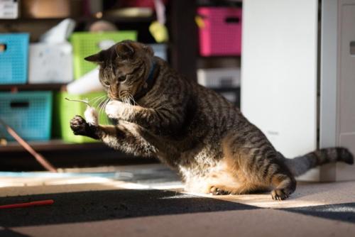 ひとり遊びする猫