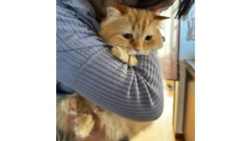 抱かれている猫