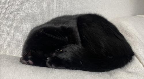 寝相によってどこが頭か分からなくなった猫