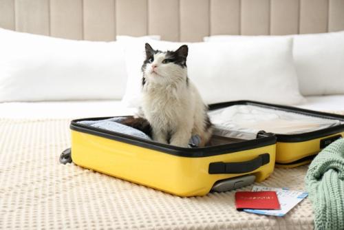 スーツケースの中の猫