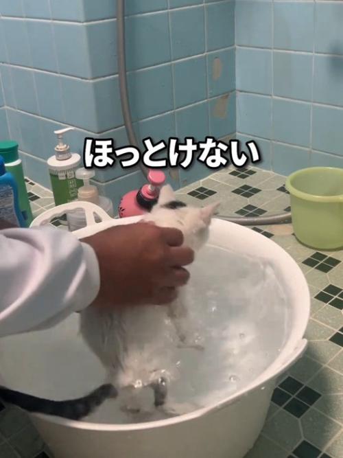 洗われる子猫