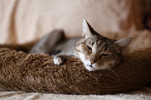 ベッドの中の猫