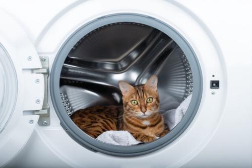 洗濯機に入る猫