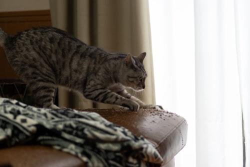 ソファで爪とぎをする猫