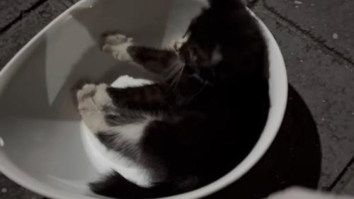 ボウルの中にいる子猫