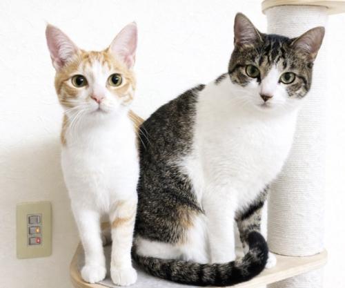 茶白とキジ白の猫の2ショット