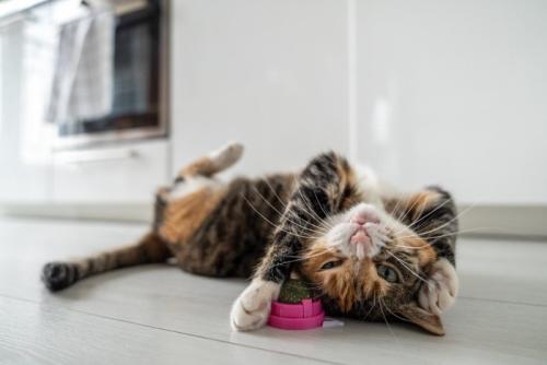 ヘソ天する猫