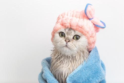 タオルに包まっている猫