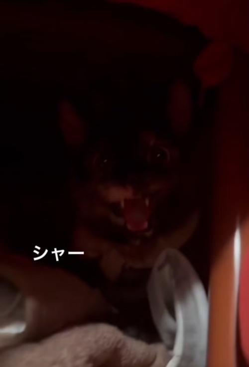 威嚇する猫