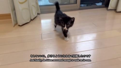 歩く子猫