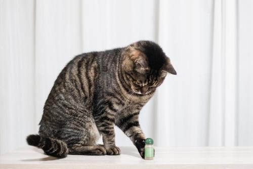 マタタビ入りの瓶を触る猫