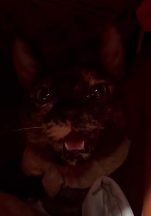 表情が穏やかに戻る猫