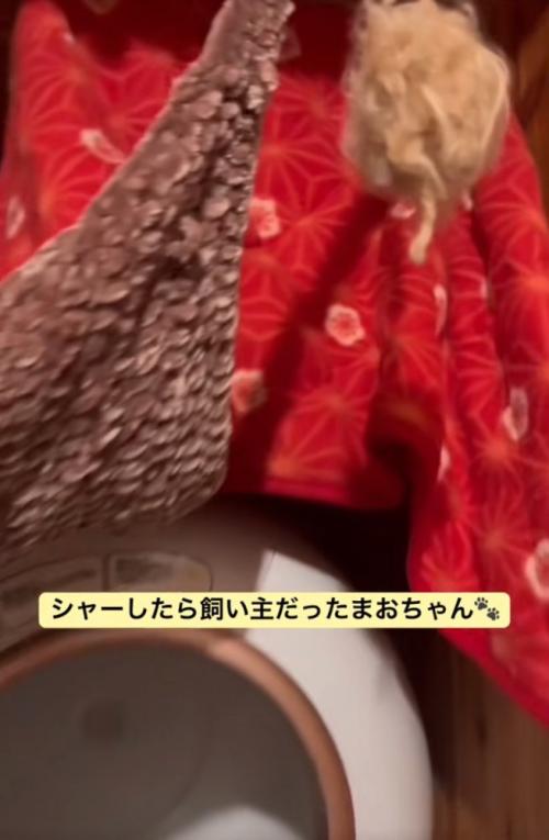 赤いカーテン