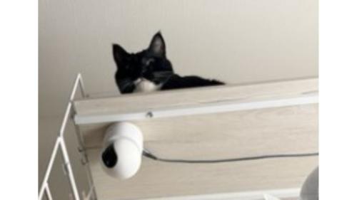 高いところにいる猫