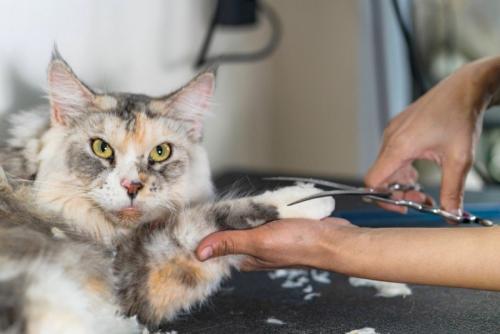 カット中の猫