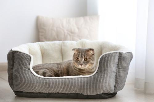 猫ベッドで寝る猫