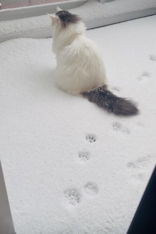庭の雪の上に座るノルウェージャン