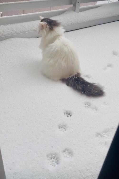 庭の雪の上に座るノルウェージャン