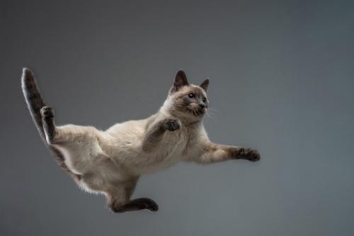 下から見た猫