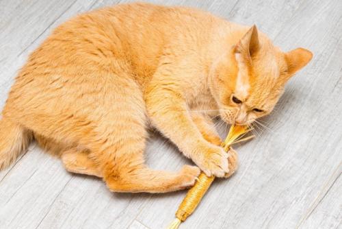 マタタビの棒をかじる猫