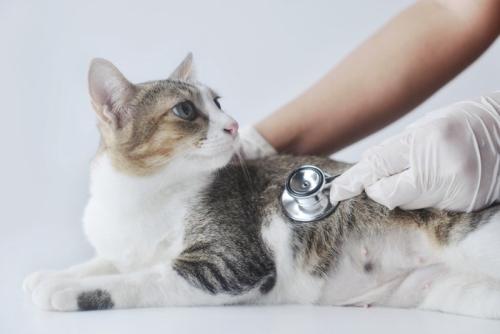 猫に聴診器をあてる獣医師の手