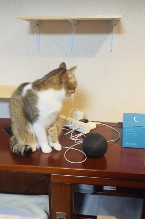 猫の鳴き声の出所を探す保護猫