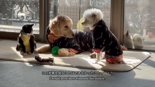日向ぼっこをする犬と猫