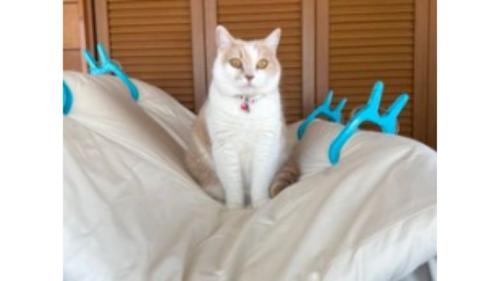 室内にいる猫