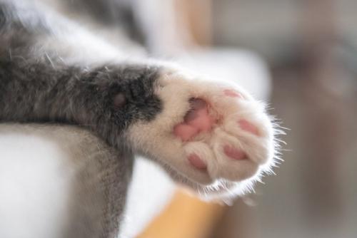 猫の肉球