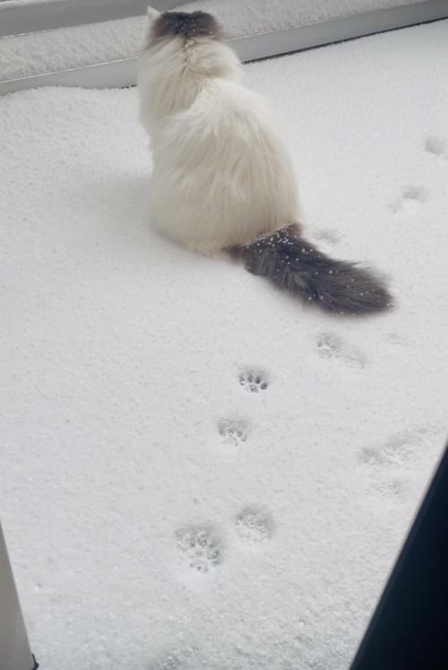 庭の雪の上に座るノルウェージャン