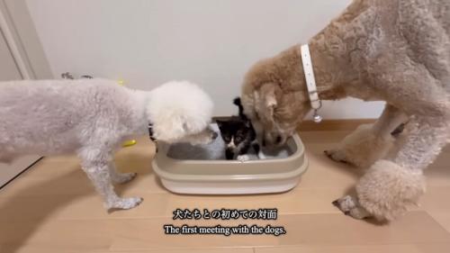 2頭の犬と子猫