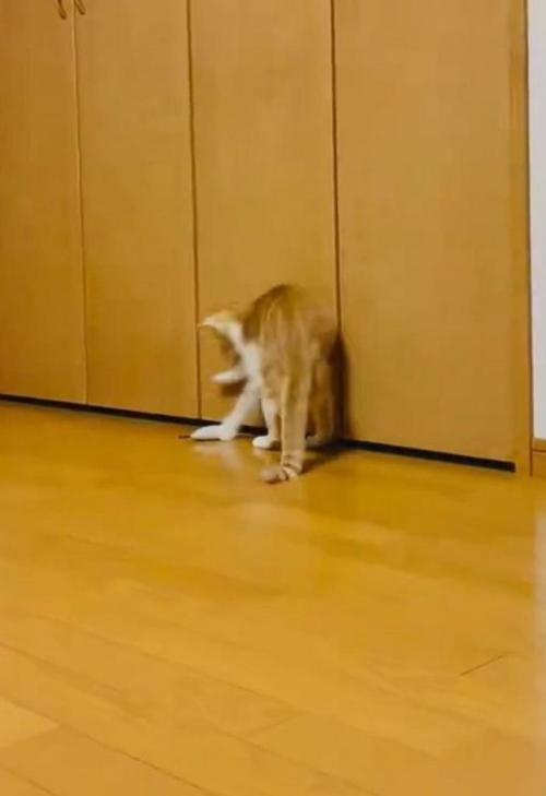おもちゃを拾う猫