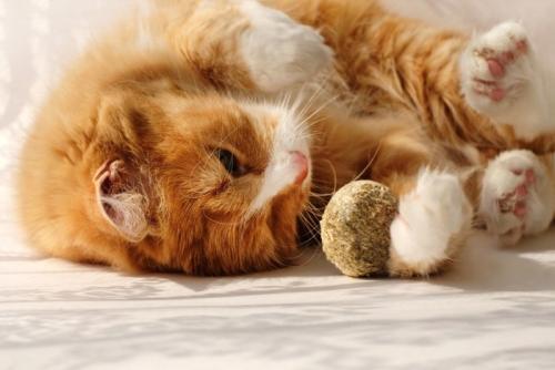 キャットニップのおもちゃを前に転がる猫
