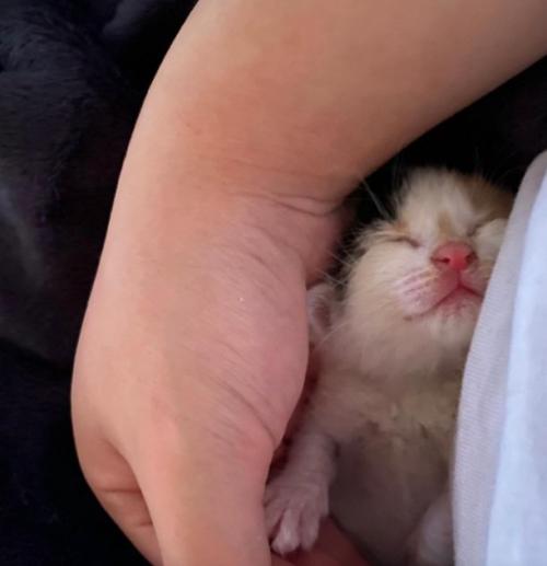 手の中で眠る子猫