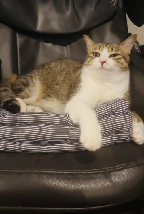 椅子の上でくつろぐ保護猫