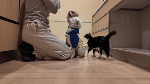 お座りする犬