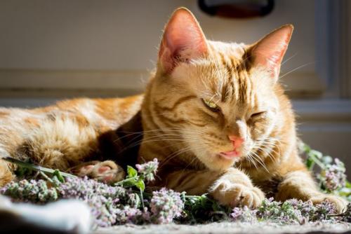 キャットニップの花と猫