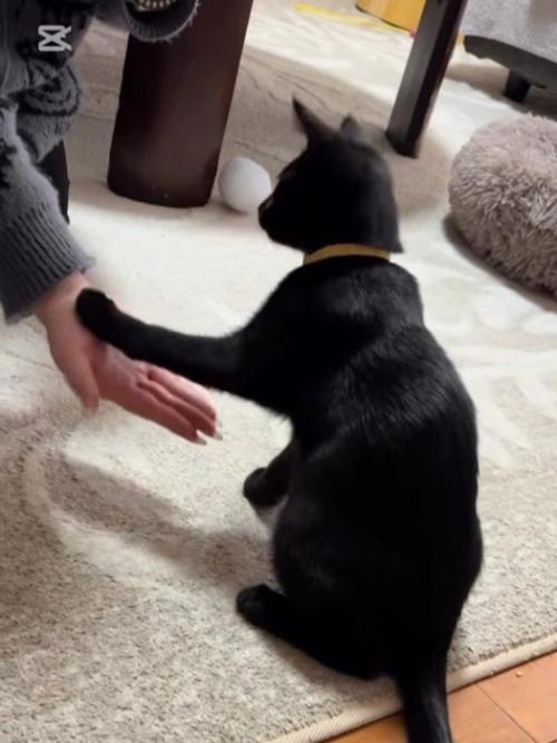 お手をする猫