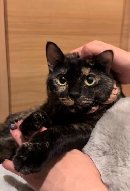 撫でてもらう猫