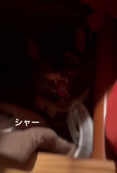 威嚇する猫