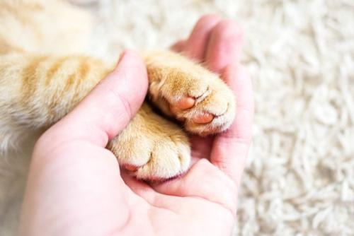 猫の手を握る人の手