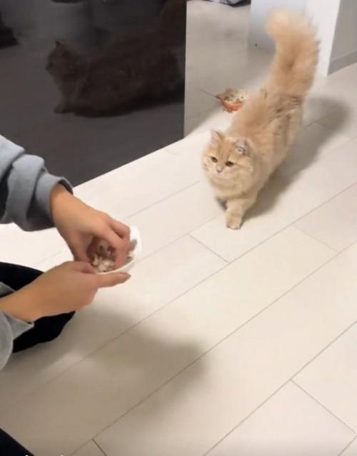 歩いてくる猫